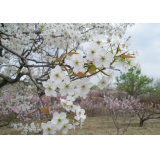 恒盛鑄造誠邀您來賞梨花